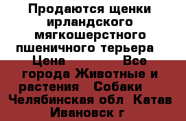 Продаются щенки ирландского мягкошерстного пшеничного терьера › Цена ­ 30 000 - Все города Животные и растения » Собаки   . Челябинская обл.,Катав-Ивановск г.